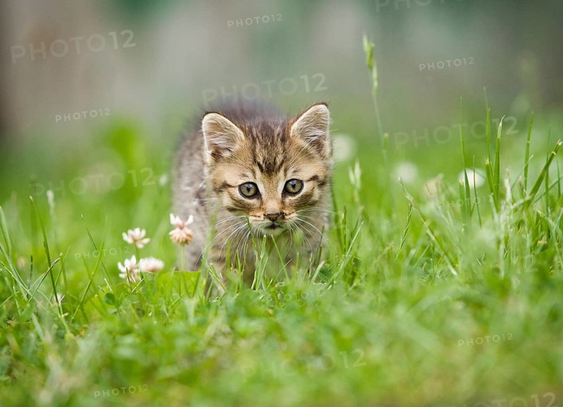 Brown-tabby kitten on a meadow