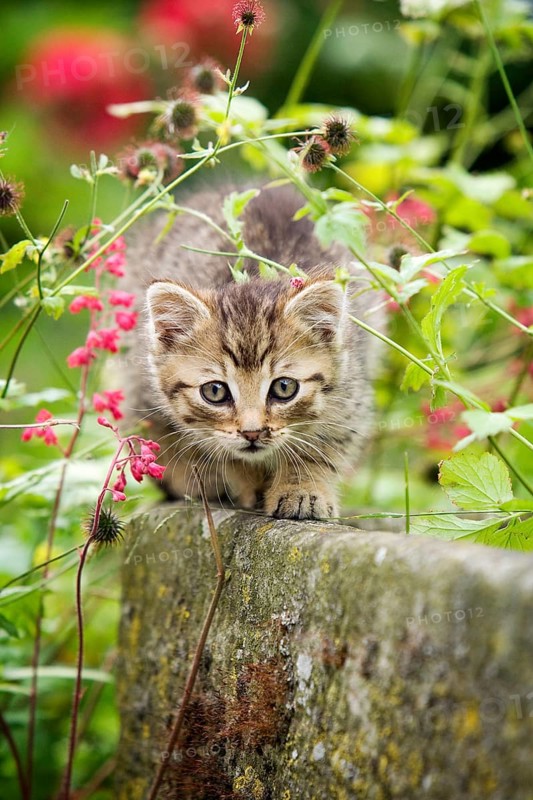 Brown-tabby kitten sitting on the edge of a stone trough