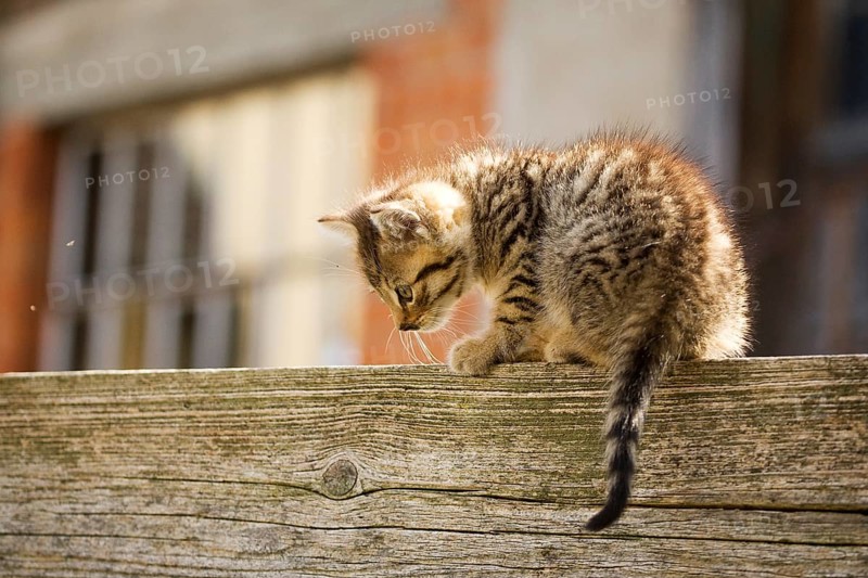 Brown-tabby kitten