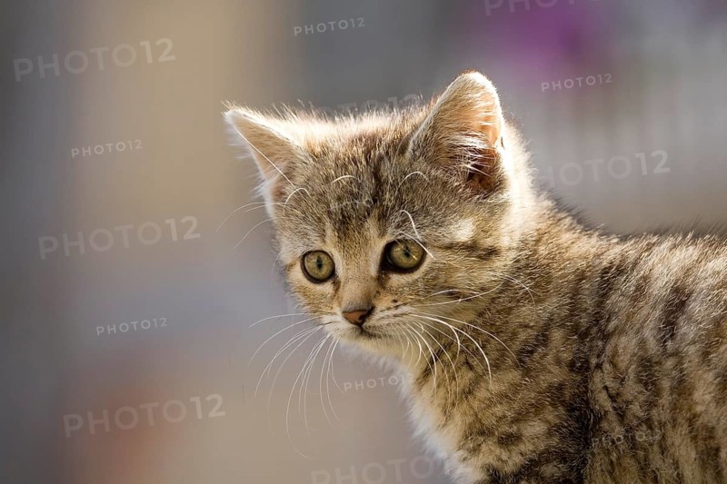 Brown-tabby kitten
