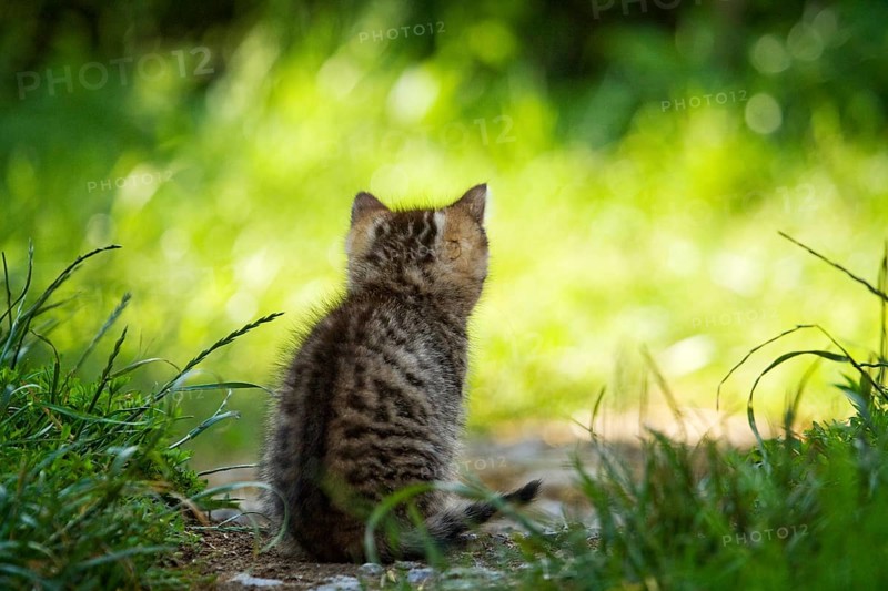 Brown-tabby kitten sitting on a path looking at a meadow