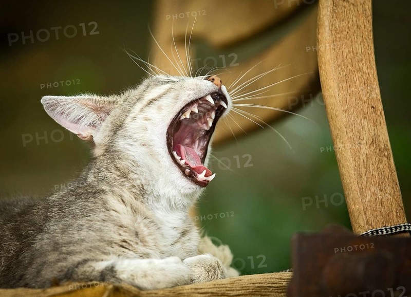Grey-tabby cat lying on a chair