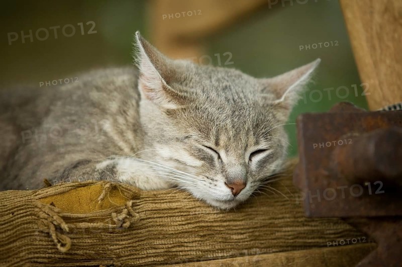 Grey-tabby cat lying on a chair