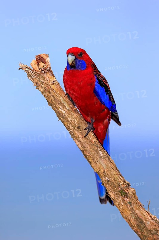 Crimson Rosella (Platycercus elegans) adult on perch