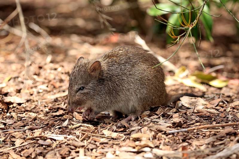Long-nosed potoroo (Potorous tridactylus) adult