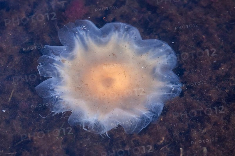 Lion's Mane Jellyfish (Cyanea capillata)