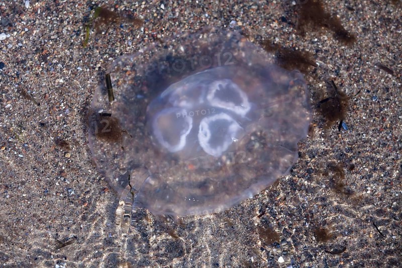 Jellyfish (Aurelia aurita)
