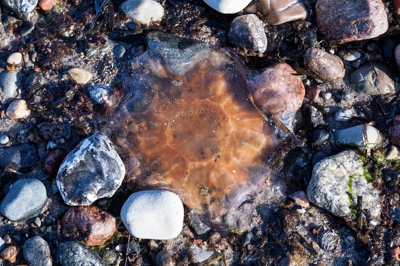 Lion's Mane Jellyfish (Cyanea capillata)