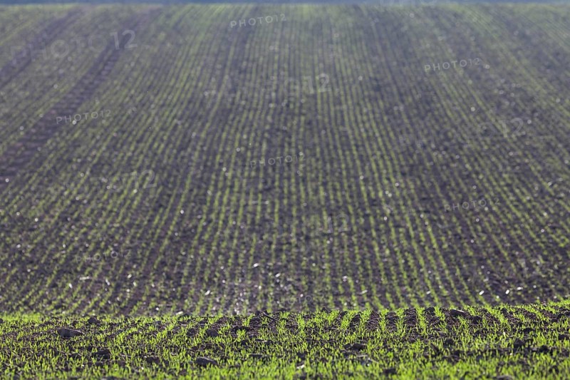 Burgeoning field