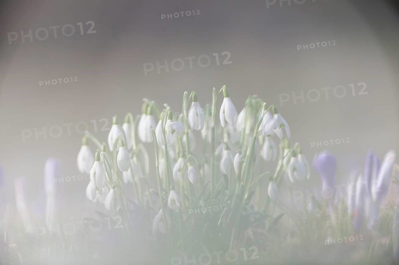 Snowdrops (Galanthus nivalis hybrid)