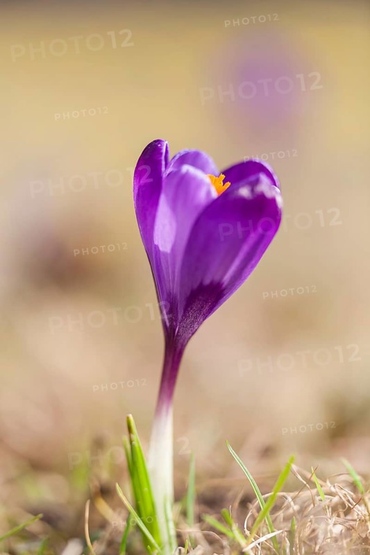 Crocus (Crocus)