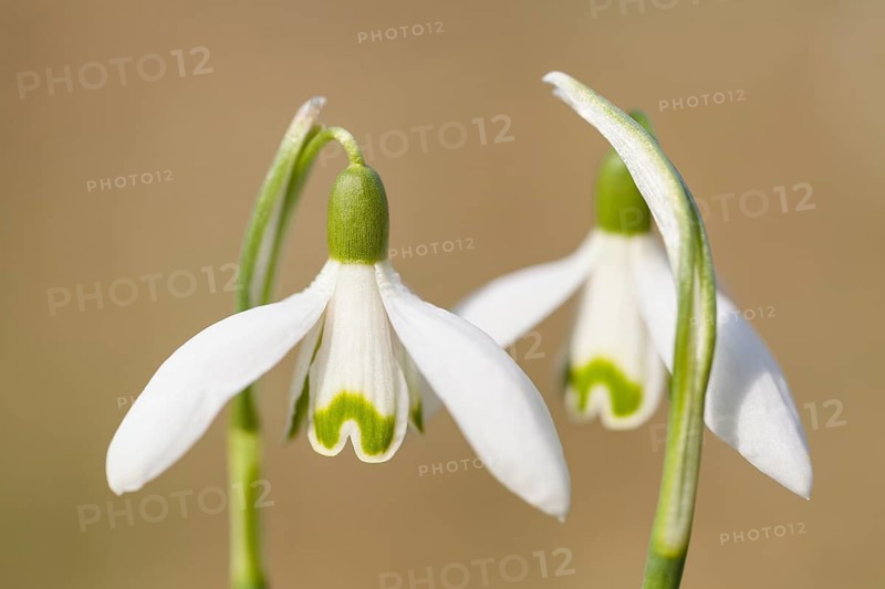 Snowdrops (Galanthus nivalis hybrid)