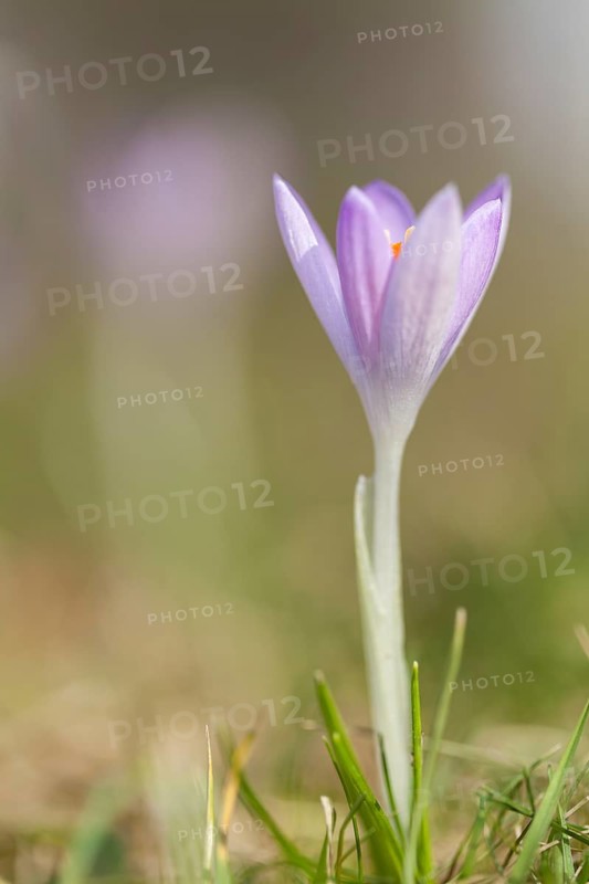 Crocus (Crocus)