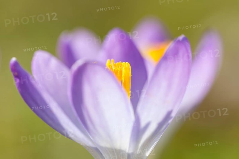 Crocus (Crocus)