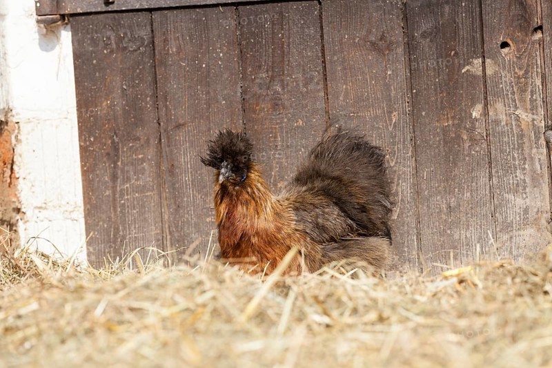 Silky or Silkie fowl (Gallus gallus domesticus)