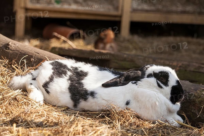 Rabbit (Oryctolagus cuniculus forma domestica)