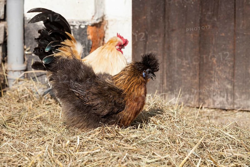 Silky or Silkie fowl (Gallus gallus domesticus)