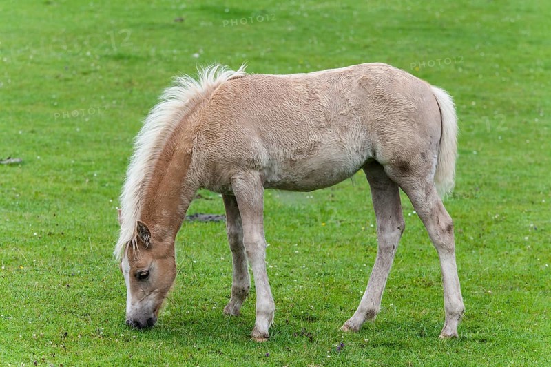 Haflinger foal at pasture
