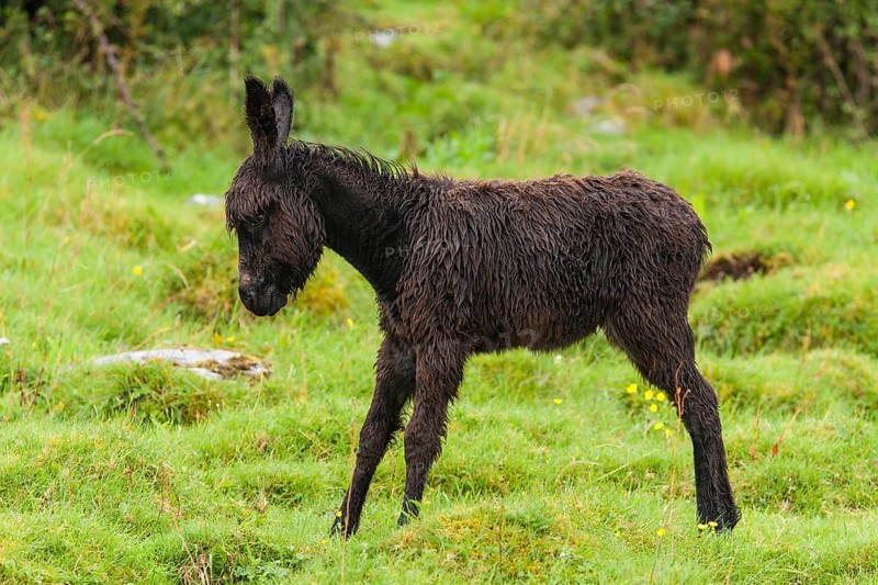 Foal