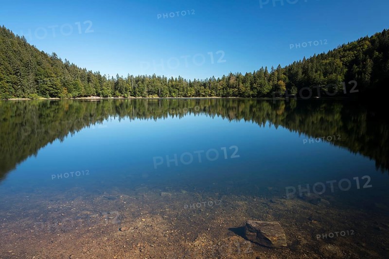 Forest being reflected in lake Feldsee
