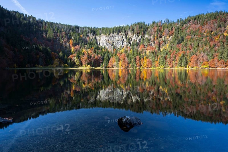 Reflection in the autumnal Lake Feldsee in the Black Forest