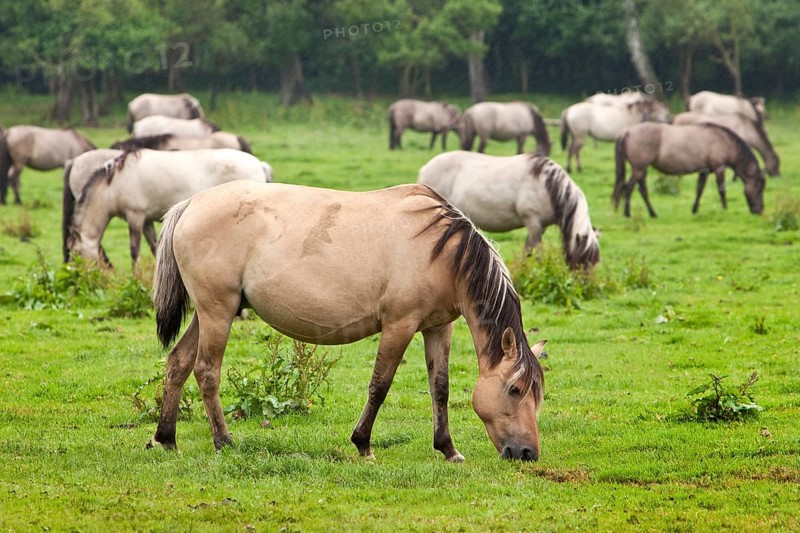 Dulmen ponies