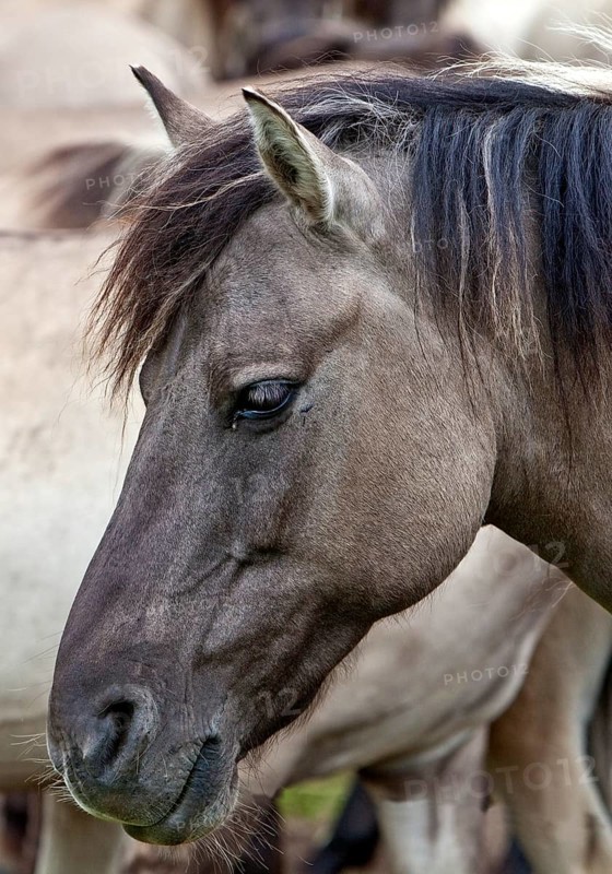 Dülmen pony