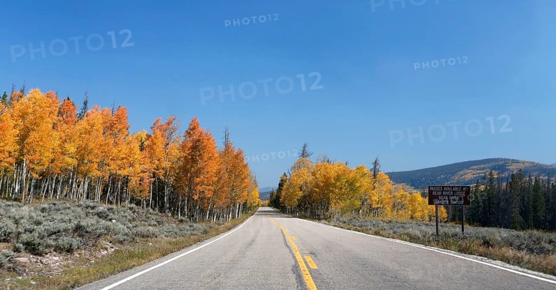 Forest in autumn