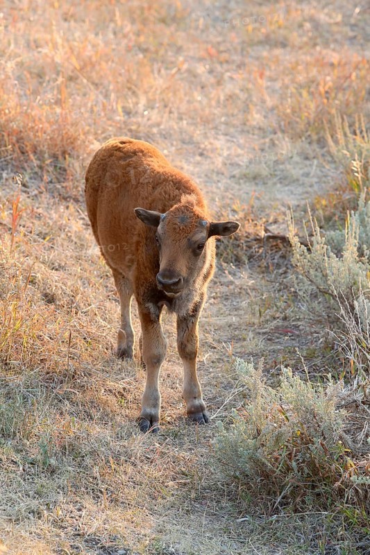 American bison (Bison bison)
