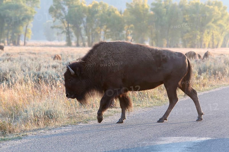 American bison (Bison bison) crossing a road