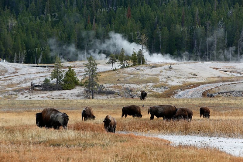 Herd of American bisons (Bison bison)
