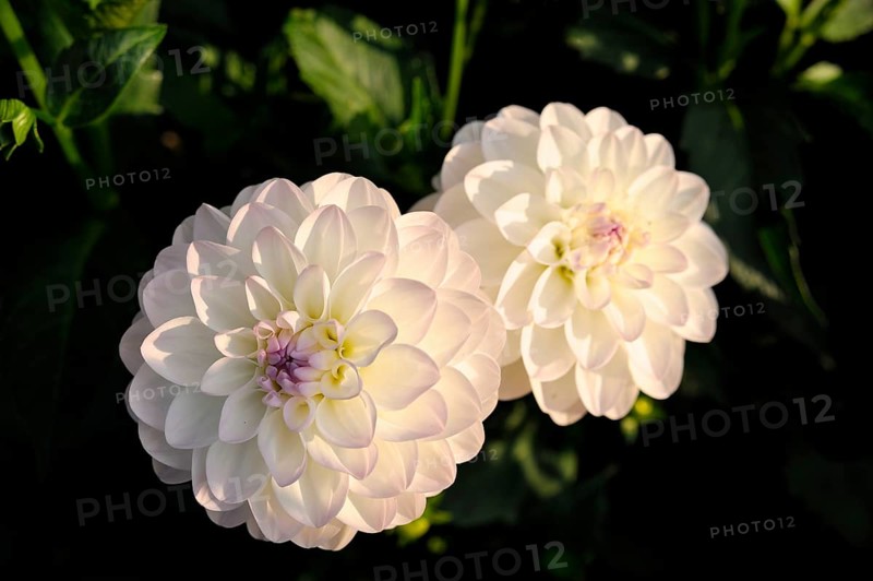 Pink round Dahlia (Dahlia) "Eveline"