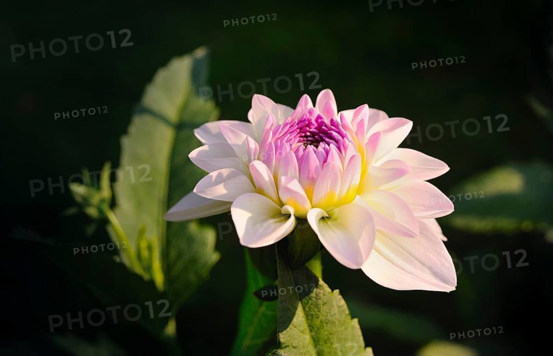 Round Dahlia (Dahlia) "Eveline"