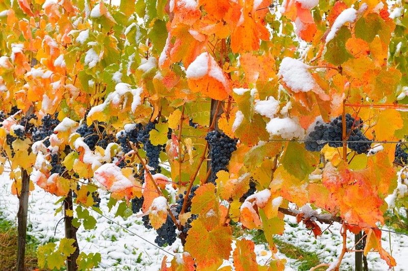 Snow-covered grape-vines