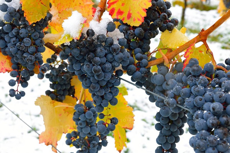 Snow-covered Dornfelder grapes in autumn