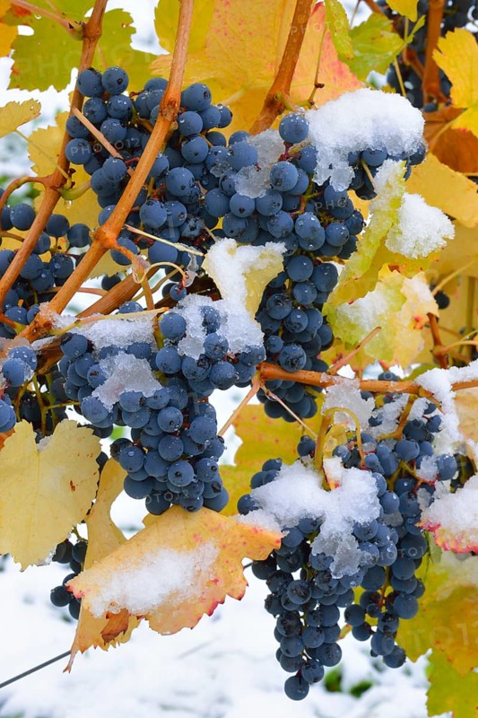 Snow-covered Dornfelder grapes in autumn