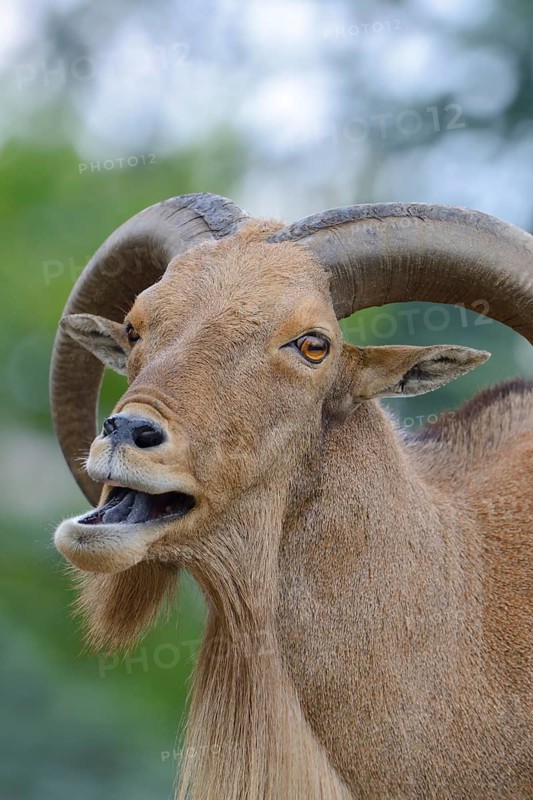 Barbary Sheep (Ammotragus lervia)
