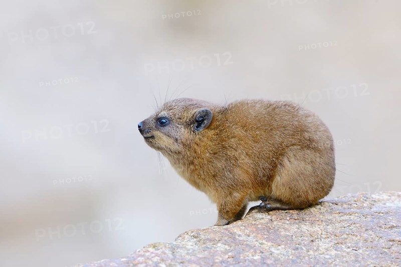 Rock Hyrax or Cape Hyrax (Procavia capensis)