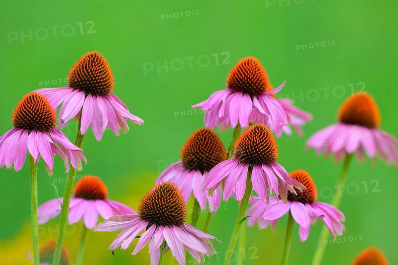 Eastern Purple Coneflowers (Echinacea purpurea