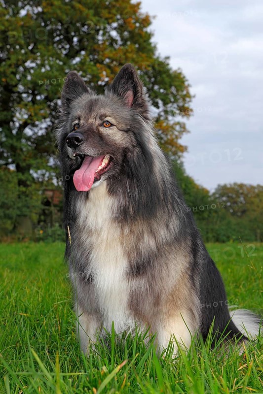 German Shepherd mixed breed