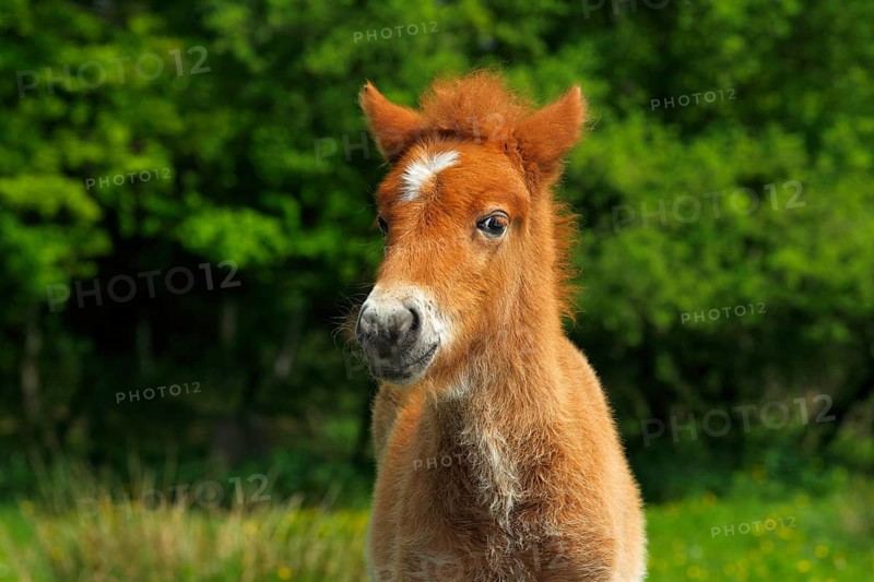 Foal