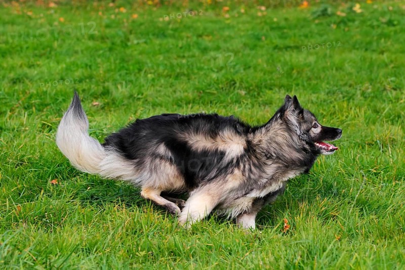 German Shepherd mixed breed running across a meadow