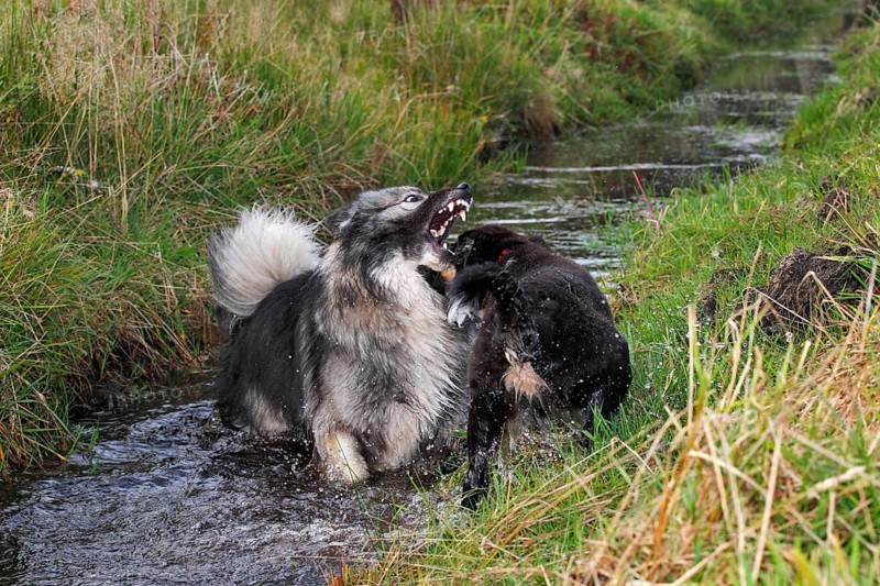 German Shepherd mixed breed and an Australian Shepherd puppy playing in a ditch