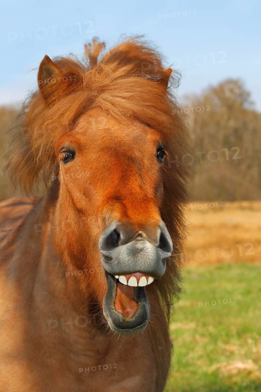 Icelandic Horse or Pony