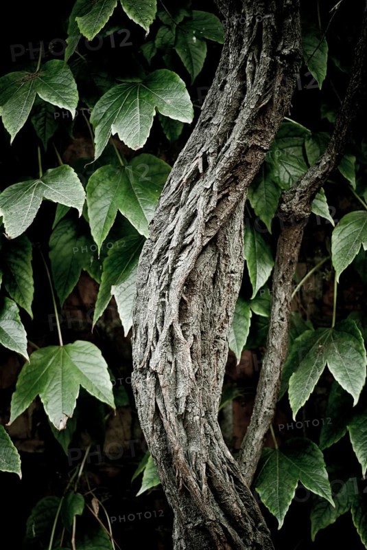 Creeper (Parthenocissus sp.)