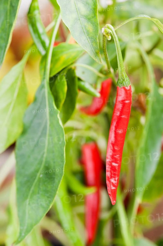 Organically grown chili pepper plant with ripe fruit