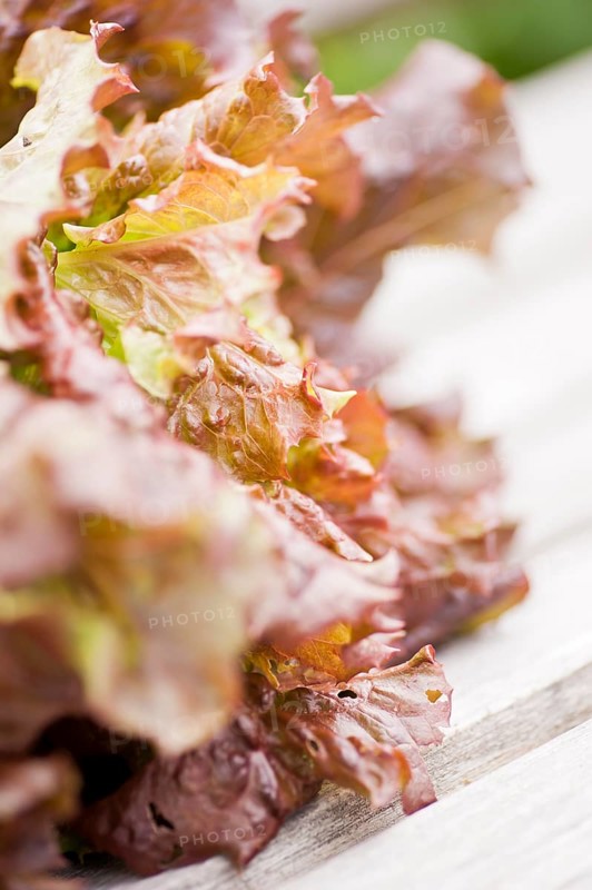 Closeup of fresh Lollo Rosso lettuce