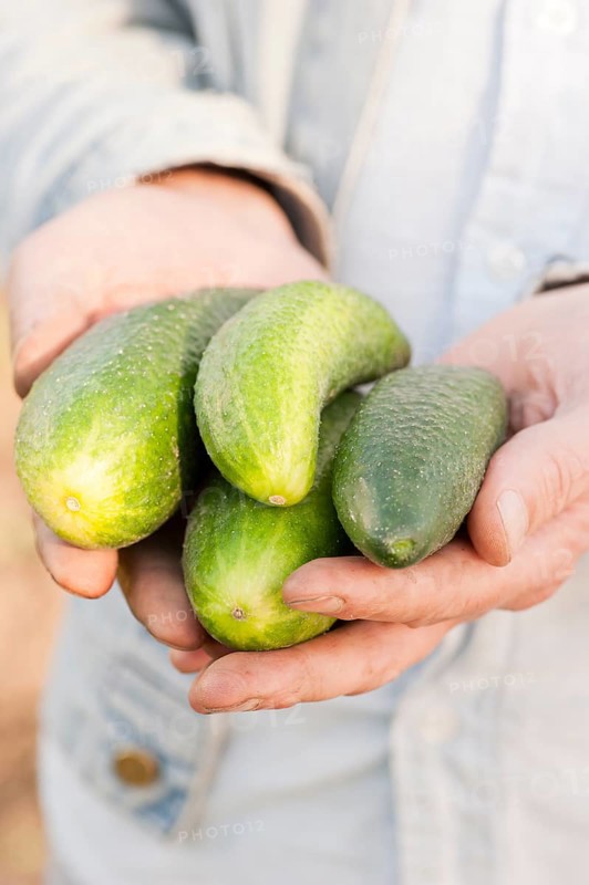 Hands holding a bunch of organically grown cucumbers