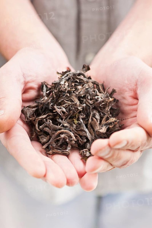 Hands full of dried edible mushrooms