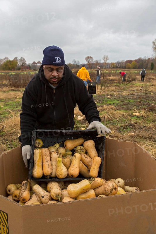 Don Wilder helps as volunteers collect leftover squash from a farmer's field for distribution to those in need